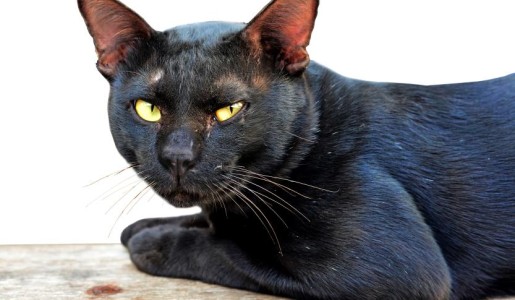 Cómo cuidar a un gato con sarna