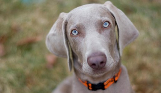 Cómo cuidar a un braco de Weimar