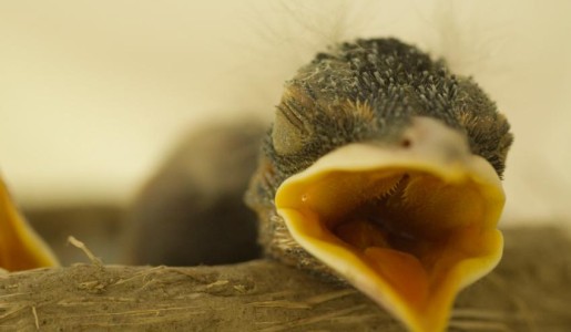 Cómo alimentar a un polluelo