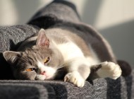 Animales: Cómo tratar la tularemia en gatos