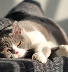 Animales: Cmo tratar la tularemia en gatos
