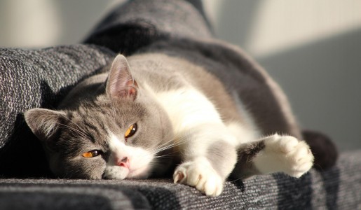 Animales: Cmo tratar la tularemia en gatos