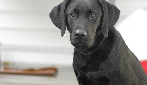 Cómo saber si mi perro tiene artrosis