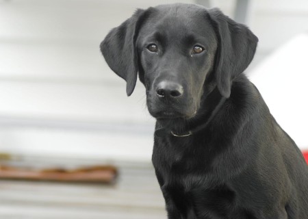 Cómo saber si mi perro tiene artrosis