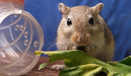 Cómo cuidar un jerbo