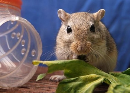 Cómo cuidar un jerbo