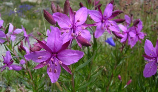 Propiedades del epilobio