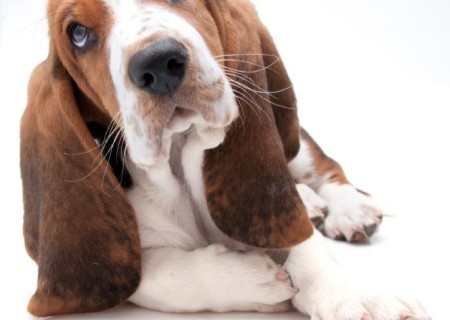 Cómo cuidar a un basset hound