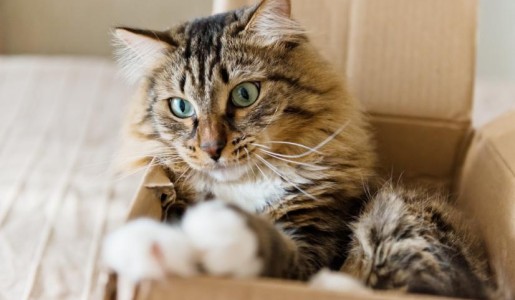 Cómo mudarse de casa con un gato