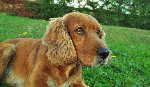 Cómo saber la raza de mi perro