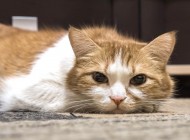 Animales: Cmo tratar el calcivirus en gatos