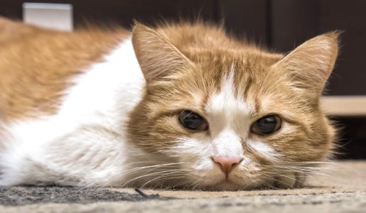 Animales: Cómo tratar el calcivirus en gatos