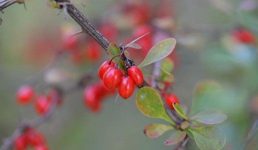 Propiedades del agracejo