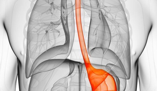 Educacion: Cuál es la función del estómago
