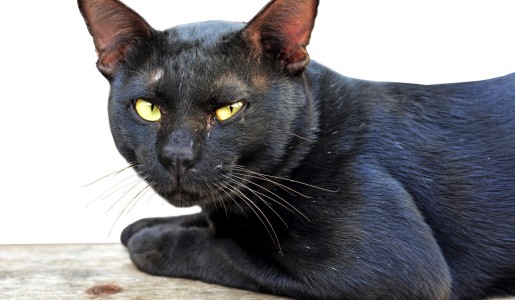 Animales: Por qué mi gato se arranca el pelo