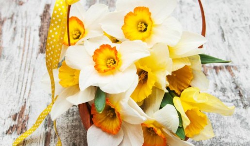 Cuáles son las mejores plantas para regalar