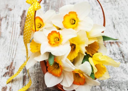 Cuáles son las mejores plantas para regalar