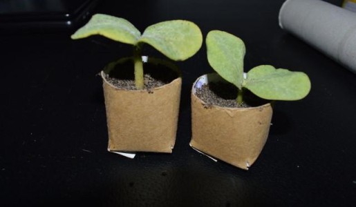 Cómo hacer germinadores con rollos de cartón