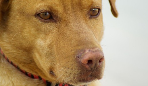 Cómo cuidar a un perro maltratado