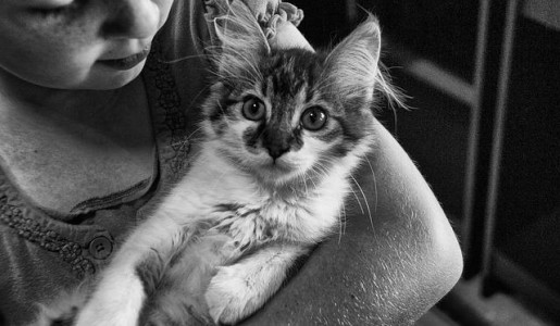 Cómo caer bien a un gato