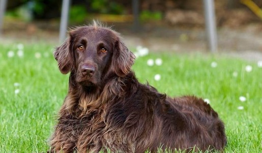 Cómo elegir un perro de compañía