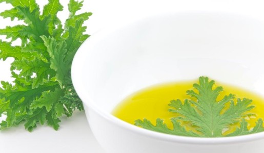 Cómo hacer aceite de citronela