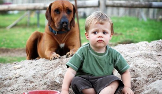 Cómo elegir un perro de guardia