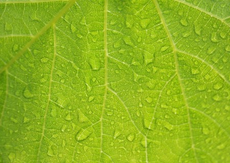 Plantas para clima lluvioso