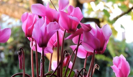 Cómo cuidar un ciclamen