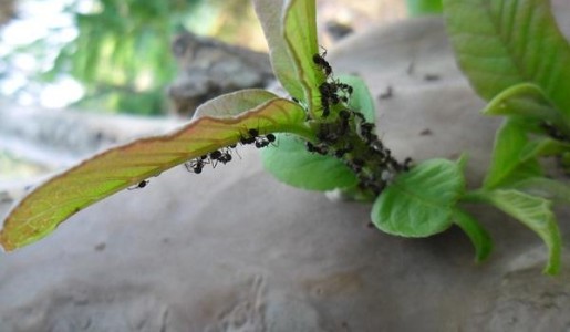 Cómo eliminar las hormigas con vinagre
