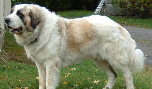 Cómo cuidar a un mastín español