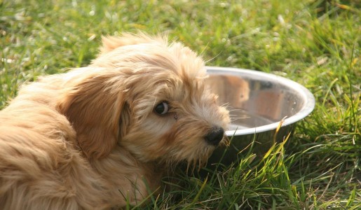 Qué hacer si mi perro no quiere beber agua