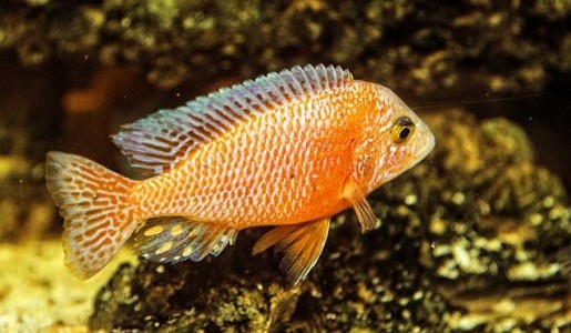 Enfermedades ms comunes en los peces de acuario