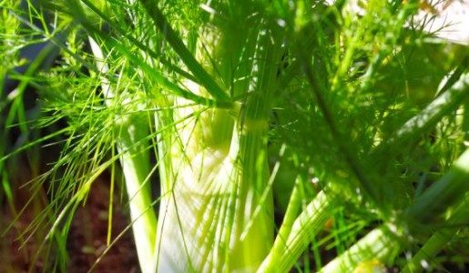 Cómo plantar hinojo