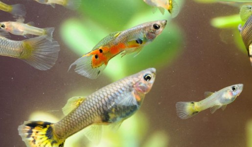 Cómo se reproducen los peces