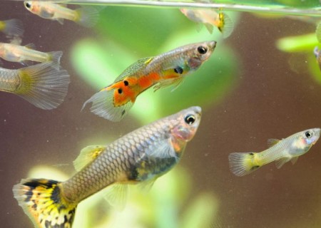 Cómo se reproducen los peces