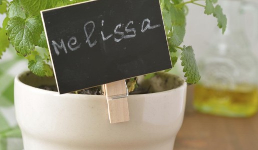 Cómo cuidar la melisa