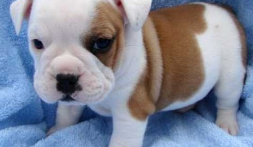 El nuevo cachorro y su adaptación