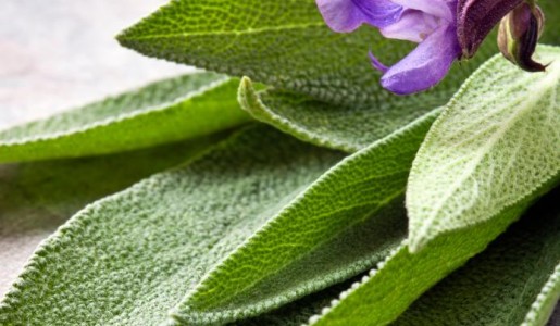 Contraindicaciones de la salvia