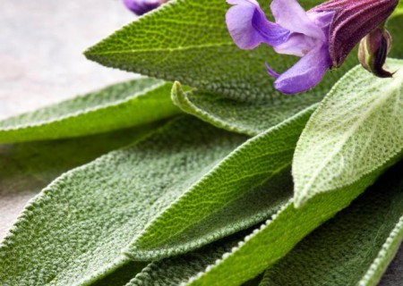 Contraindicaciones de la salvia