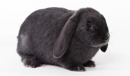 Cómo cuidar un conejo belier