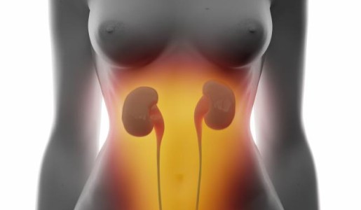 Cuál es la función de la vejiga