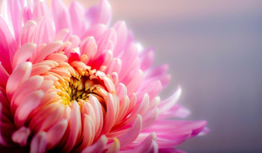 Cuáles son las mejores plantas para la buena suerte