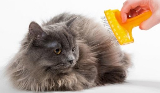 Cómo darle brillo al pelo de mi gato