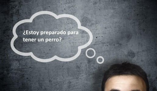 Animales: Razones para no tener un perro ¿estás preparado?