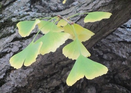 Contraindicaciones del ginkgo biloba
