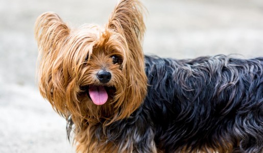 Cómo pararle las orejas a un yorkshire