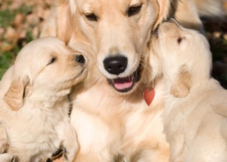 Cómo saber si mi perra tiene mastitis