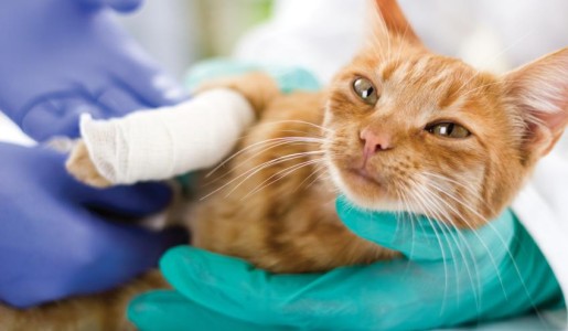 Cómo cuidar a un gato fracturado