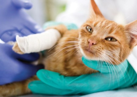 Cómo cuidar a un gato fracturado